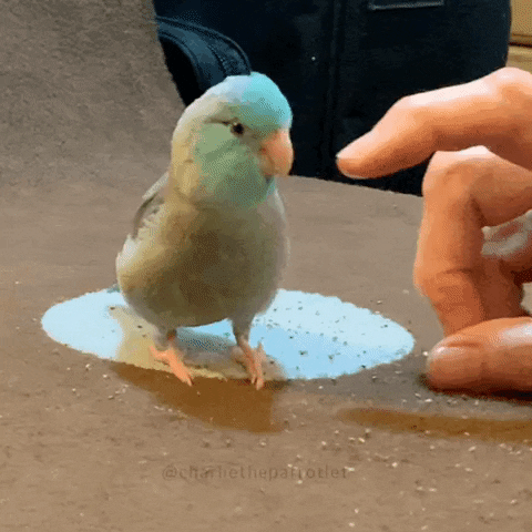 A parrot high fiving a human foot to finger